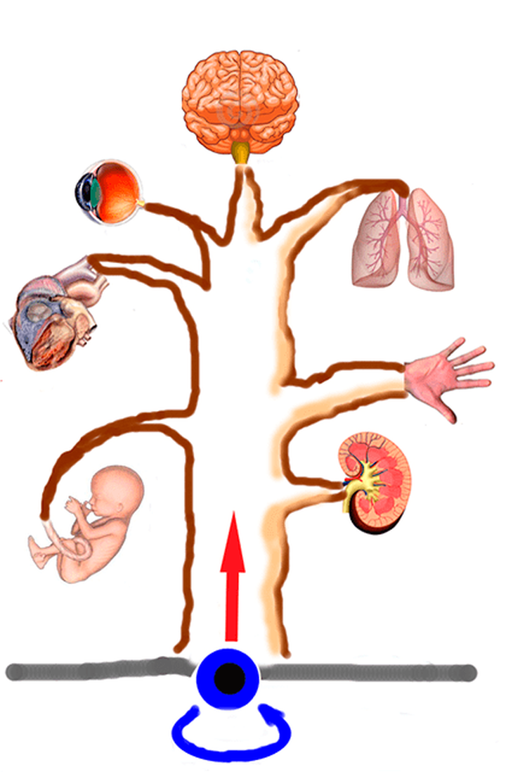 Ствол и ветки: стволовые клетки