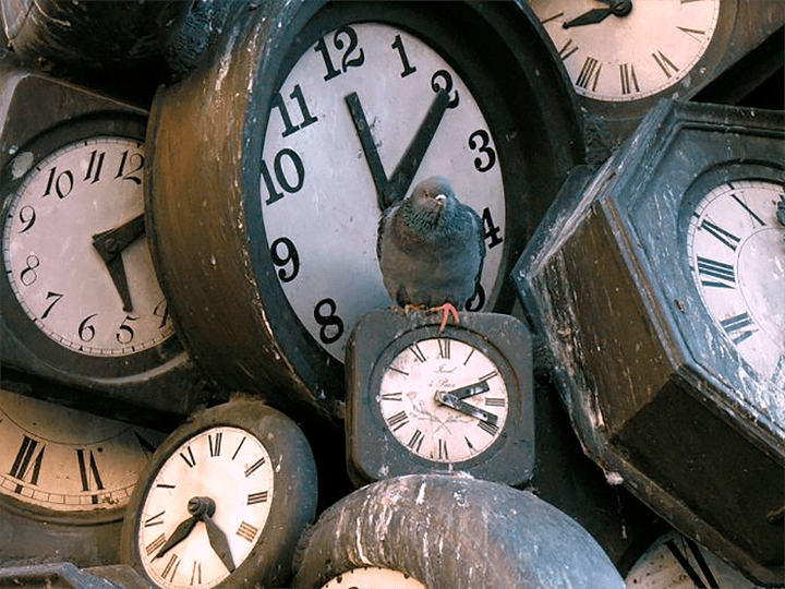 Голуби умеют считать наравне с приматами