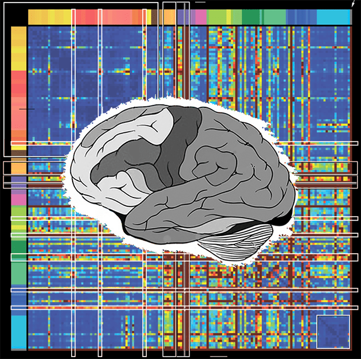 Allen Brain Atlas: транскриптом мозга