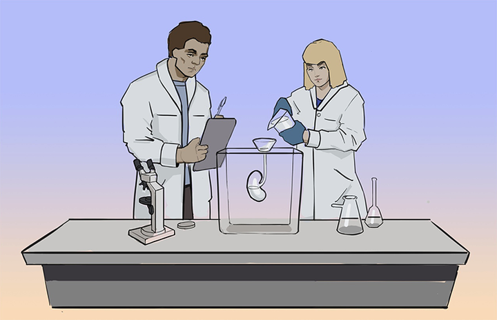 Фантом — полезный помощник в медицине