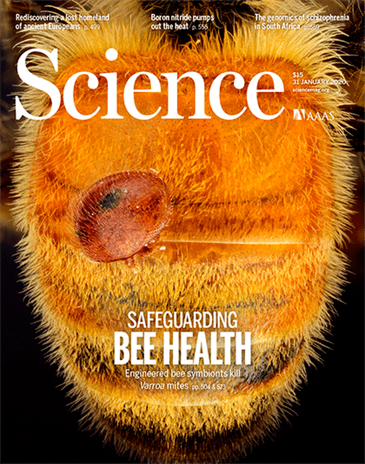 SciNat за январь 2020 #5: модифицированные бактерии для пчел, влияние курения на накопление мутаций и стресс кортикальных органоидов