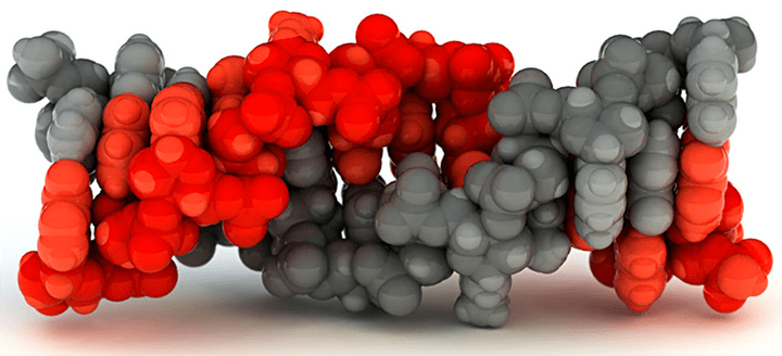 Левозакрученная: загадочная Z-ДНК
