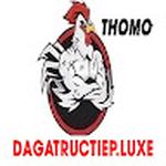 ĐÁ GÀ TRỰC TIẾP LUXE