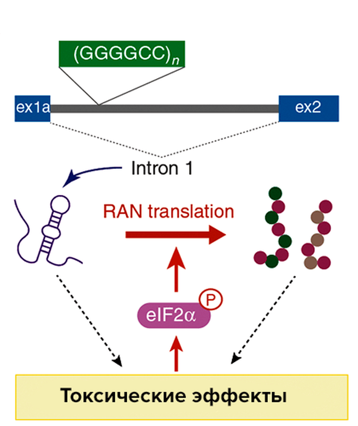 RAN-трансляция: когда кодон AUG не нужен