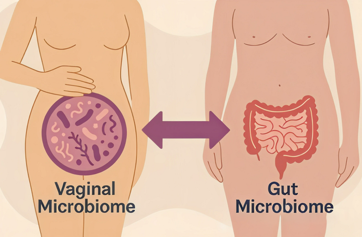 Две крепости одного организма: вагинальная и кишечная микробиота