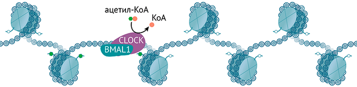 Метаболизм и эпигеном