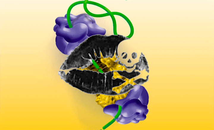 Вездесущий убиквитин