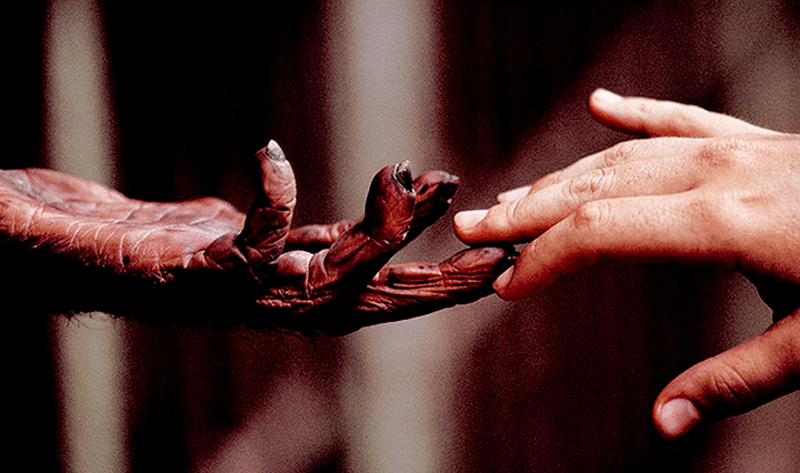 Ищем питекантропа!