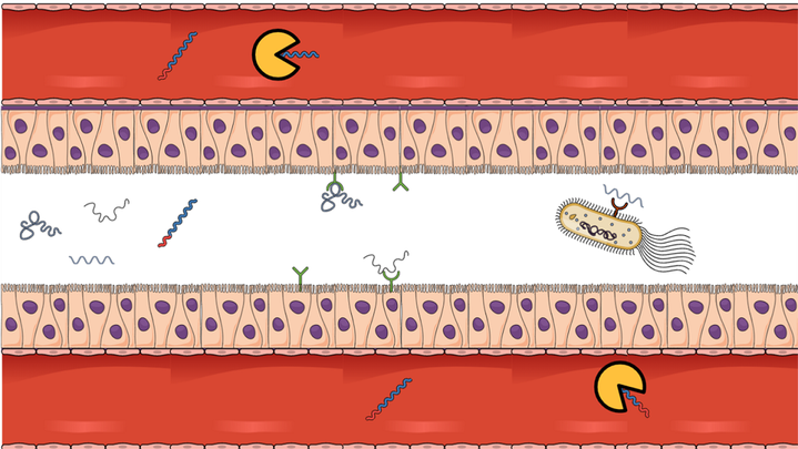 Фантастические пептиды и где они обитают