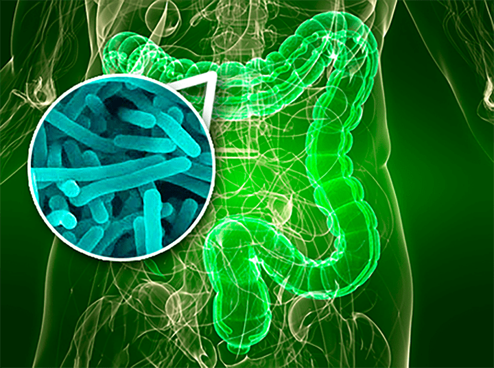 Зоопарк в моем животе