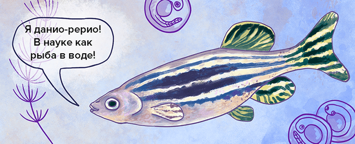 Модельные организмы: данио рерио