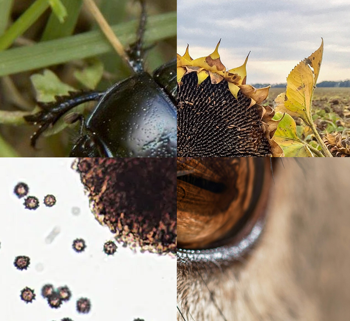 Меланин — универсальный черный