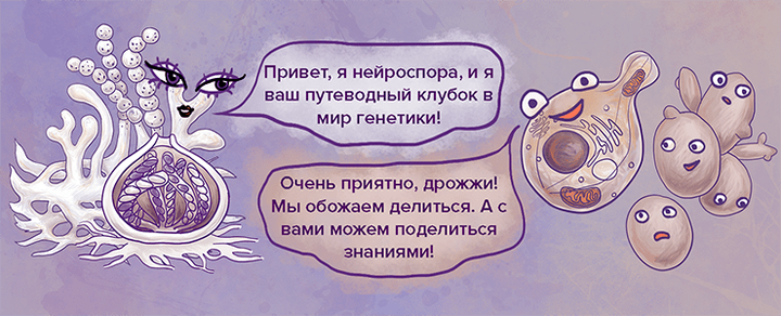 Модельные организмы: грибы