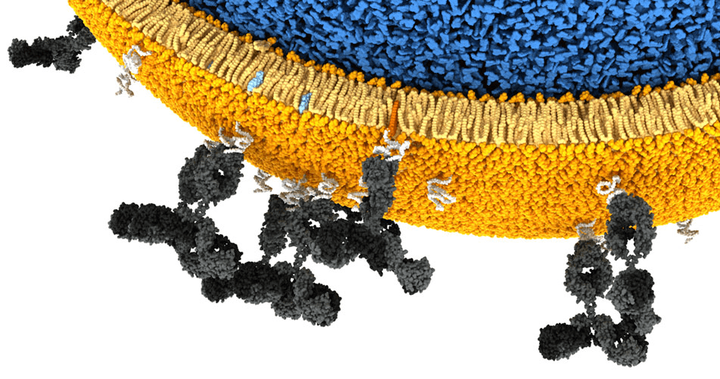 Иммуностимулирующие вакцины