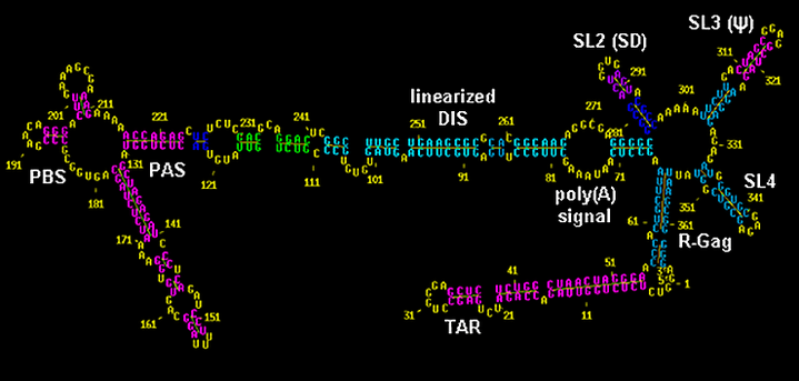 мРНКаааауу