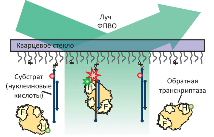 «Швейцарский нож» вирусной армии: разгадан секрет обратной транскриптазы