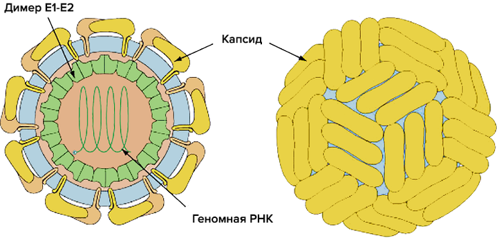 Судебно-эволюционная экспертиза
