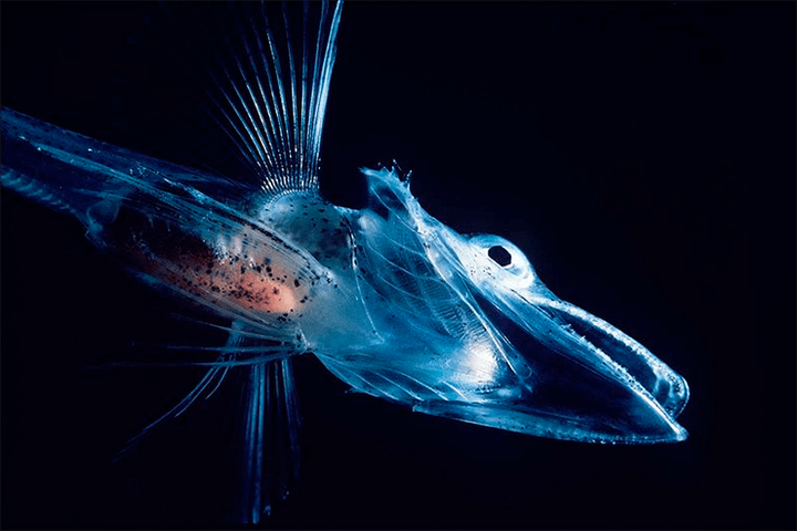 Возможна ли жизнь без гемоглобина?