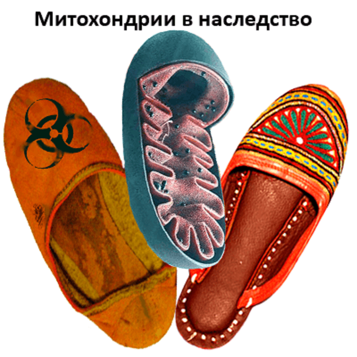 Чтобы клетка стала стволовой, ей должны достаться митохондрии поновее