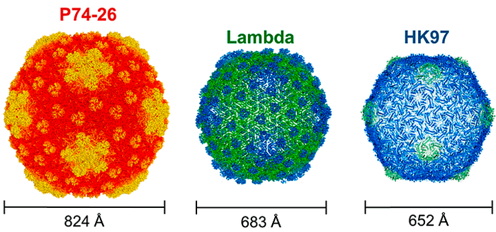 Любители погорячее: новые подробности из жизни термофильных фагов