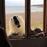 Ирина Добряк