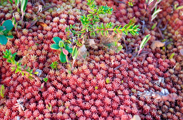 Вечный торф: почему в болоте не разлагается органика?