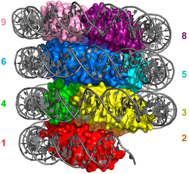 Из чего же сделан хроматин архей?