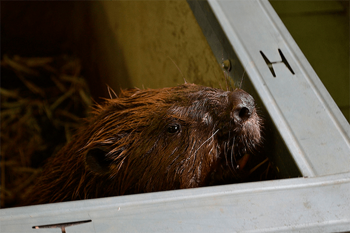 Лапы свободных  бобров