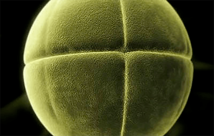 Рецептор для сперматозоида