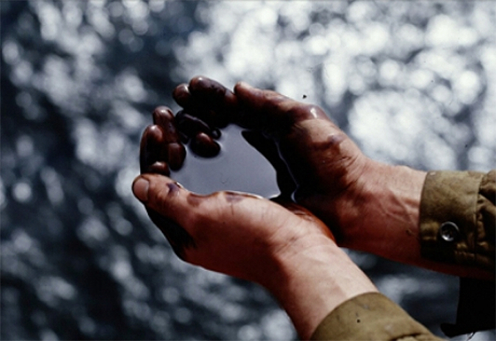 Бактерии-нефтедеструкторы для биоремедиации супесчаных почв Воронежской области