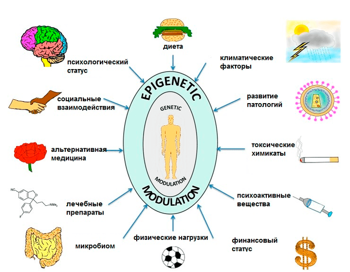 Старение и долголетие: эпигеном раскрывает тайны