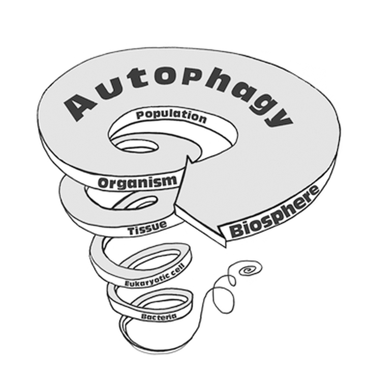 Аутофагия, протофагия и остальные