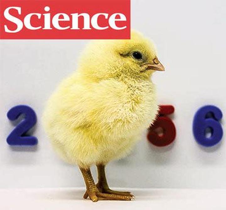 Science #347 (6221): трехдневные цыплята, непокорные суточные ритмы и наивные клетки