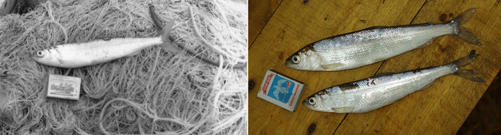 Разграничение видов при помощи генетических данных: пример ДНК-идентификации рыб из озера Плещеево