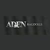 Aden Ragdoll
