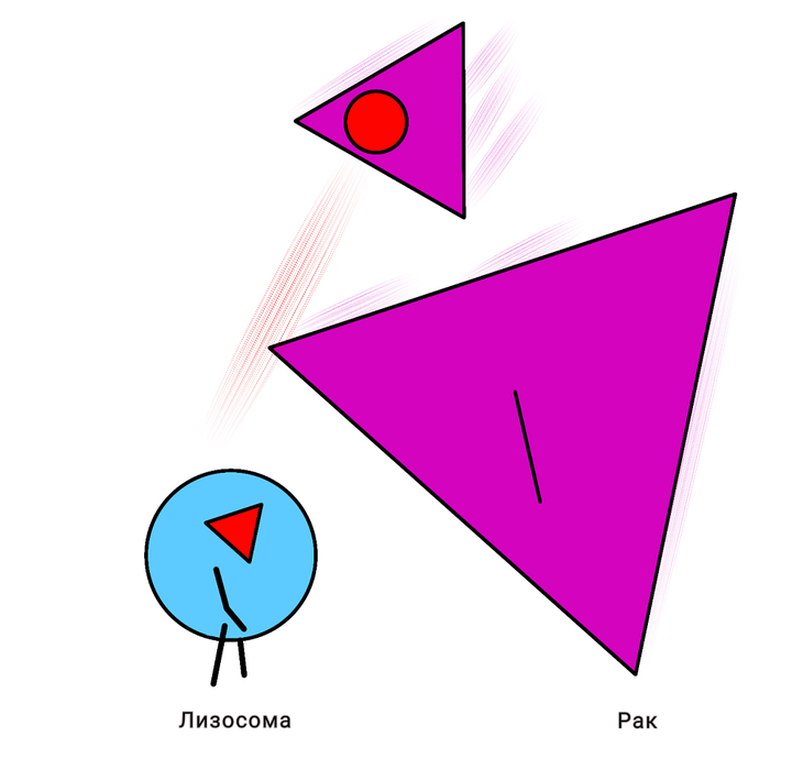 Аутофагия и канцерогенез