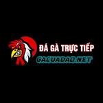Gacuadao - Đá gà cựa dao