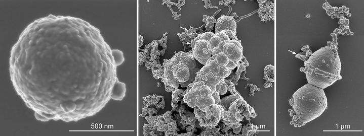 Собственной персоной: ученым удалось вырастить в лаборатории вероятного предка эукариот