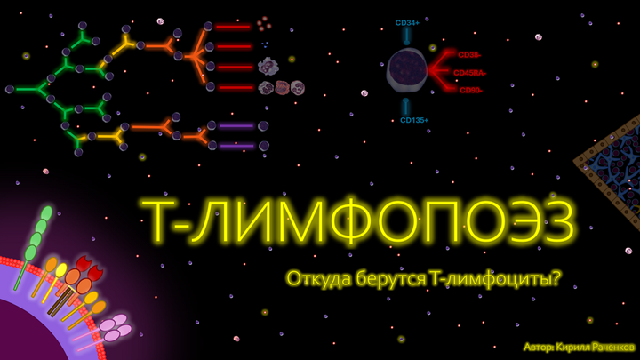 Т-лимфопоэз. Откуда берутся Т-лимфоциты?