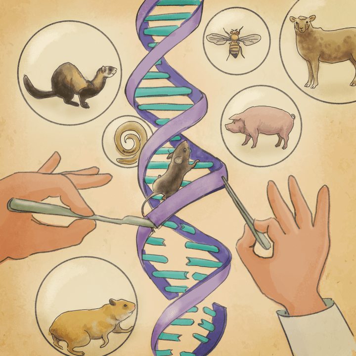 Трансгенные животные и современная медицина: сломать, чтобы починить
