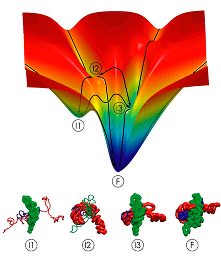 Недоупорядоченные белк<em>и</em>