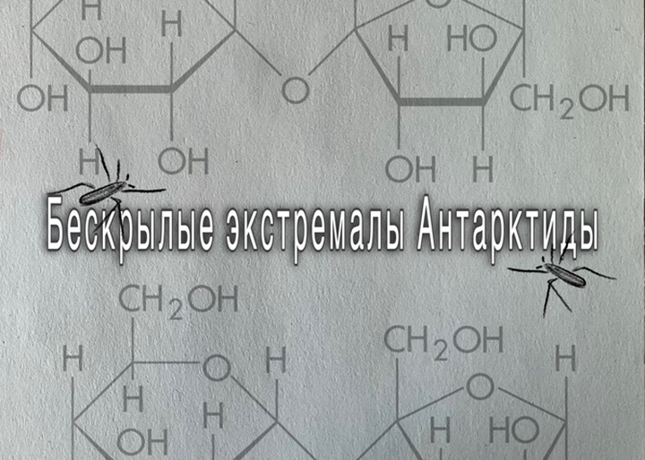 Бескрылые экстремалы Антарктиды