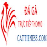 Đá Gà Trực Tiếp Thomo