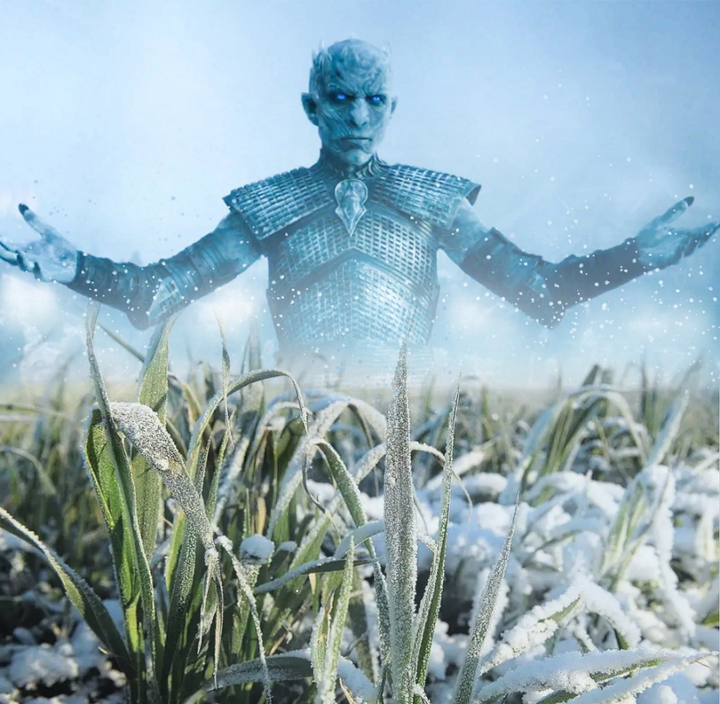 Битва с холодом: как пшеница переживает воздействие заморозков