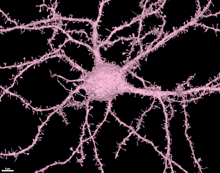 Искусственный интеллект для анализа синапсов: от формы к функции