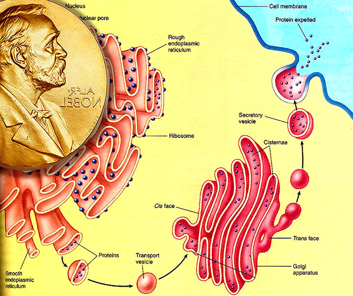 Нобелевская премия по физиологии и медицине (2013): везикулярный транспорт