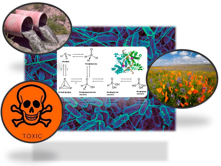 Биодеградация белого фосфора: как яд стал удобрением