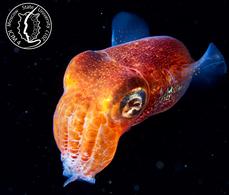 МГУ, 18-23 августа: IV Международный Конгресс по морфологии беспозвоночных