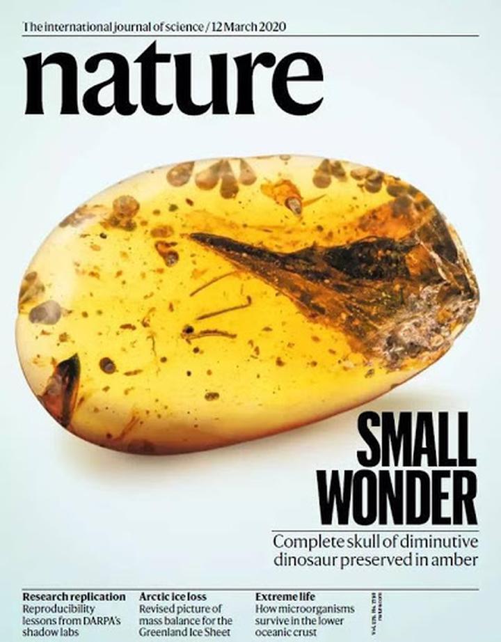 SciNat за март 2020 #2: динозавр в янтаре, новые функции разделения фаз и противораковое действие пироптоза