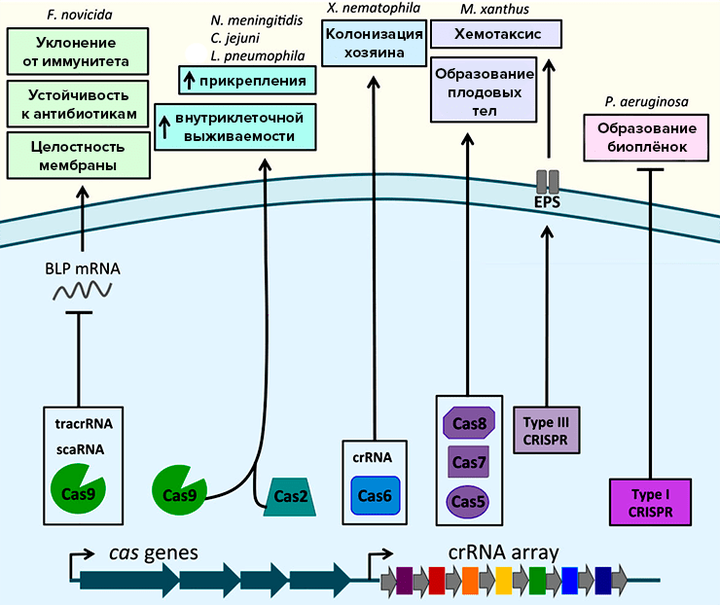 Как CRISPR/Cas работает не по специальности